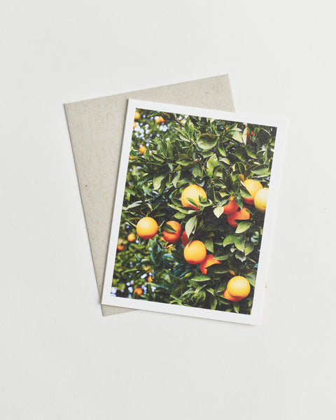 Photo greeting card of an orange grove tree.